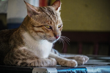 Close-Up Portrait of a Domestic Cat with Intense Gaze