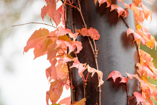 Vine, Leaves, Autumn - Closeup of red leaves climbing a tree trunk in autumn.