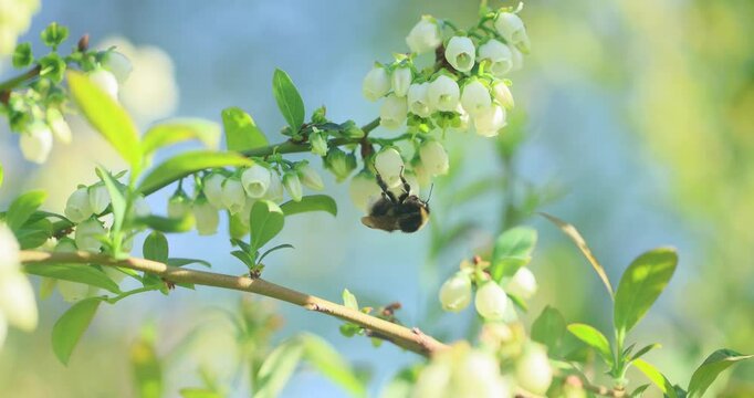 insects pollinate blueberries in  spring