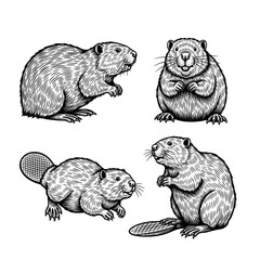 Four Detailed Black and White Beaver Illustrations