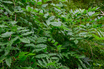 春の新緑の季節の緑色の葉を付けた植物を撮影した写真