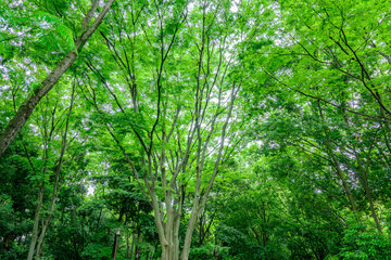 新緑の森を見上げる
