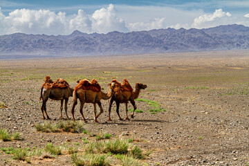 Camels of the Mongolian Gobi Desert