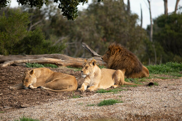 lion cub and lioness