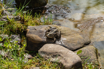 Two frogs resting on rocks by tranquil pond, surrounded by lush greenery and calm waters.
