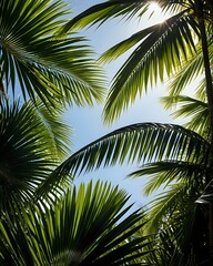 Fototapeta premium coconut palm tree
