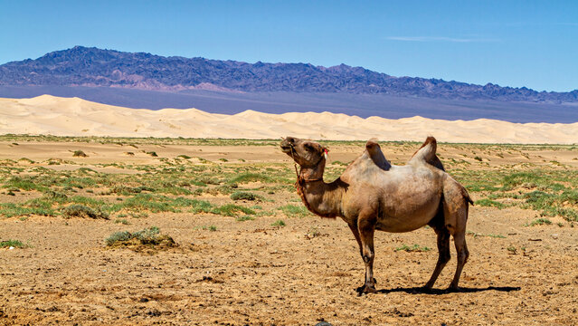 Camels of the Mongolian Gobi Desert