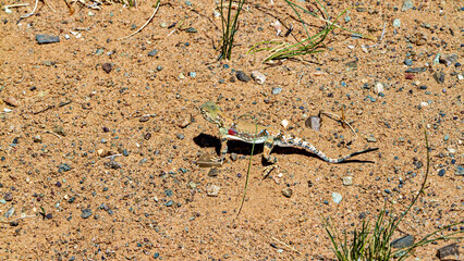 A Toad Headed Agama in the mongolia desert