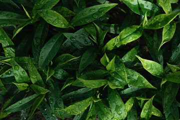 Lush array of dark green leaves glistening with water droplets, forming a dense natural pattern.