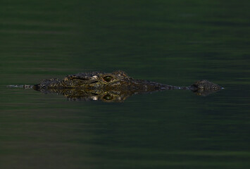 Obraz premium Birds and Animals