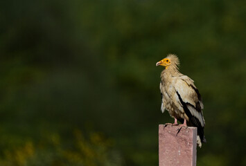 Birds and Animals