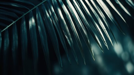 Deep teal palm frond, backlit, showcasing detailed parallel veins against a blurred background