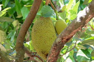 Photograph, the green and young of jack fruit (Artocarpus heterophyllus) are hanging on tree branch. It's also known as Nangka Gori in Bahasa.