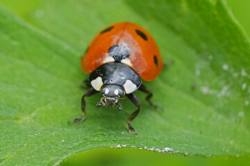 Closeup on a colorful red Seven-spotted ladybird, Coccinella septempunctata on a green leaf