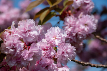 Close-up of Pink cherry blossom, Prunus 'Kanzan' in Japan