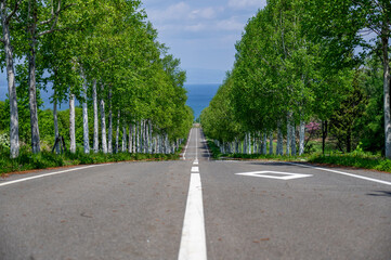 Straight road avenue along both sides of a line of birch trees near the coast in Hokkaido, Japan