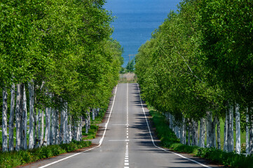 Straight road avenue along both sides of a line of birch trees near the coast in Hokkaido, Japan