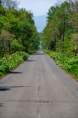 Obraz premium Country straight road in the deep forrest in Hokkaido, Japan