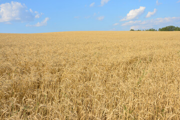 Expansive Golden Wheat Field Under a Blue Sky