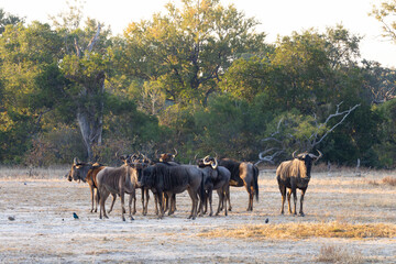 a herd of blue wildebeest in golden light
