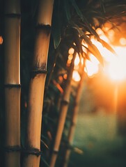 Golden bamboo grove at sunset