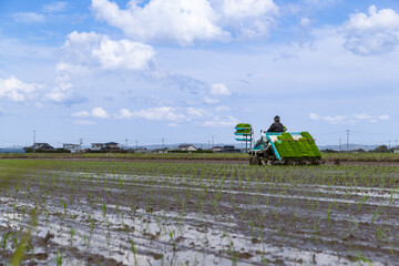 日本の稲作　乗用田植機による田植え作業