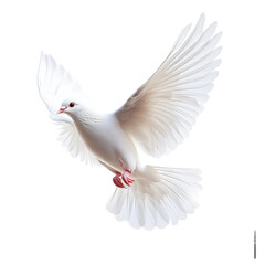 white dove isolated on white