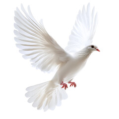 Obraz premium white dove isolated on white
