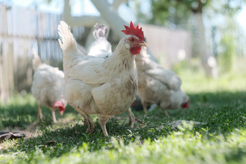 Free range chickens happily foraging in natural green grass, enjoying the outdoors and sunshine