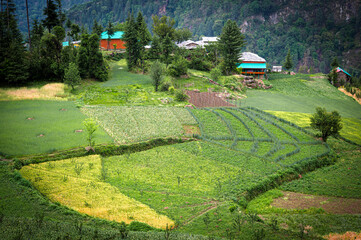 Multiple grain fields in Himachal.   Pundarik  Upper Neahi village. Sainj Valley, Eco Zone, Great Himalayan National Park, Himachal, India.
