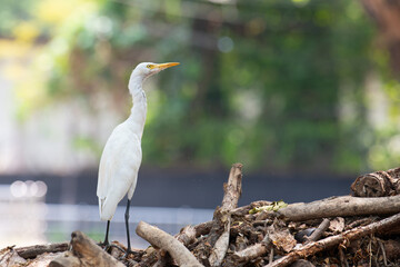 Cattle Egret is standing on a pile of wood and garbage in a city, wildlife in urban environment, India, bird in polluted nature