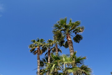 Palmiers et ciel bleu.