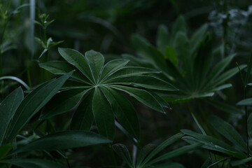 Lush Green Leaves Displaying Vibrant Beauty in Natures Abundant and Serene Environment