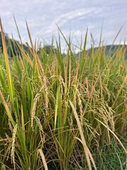 rice field in thailand