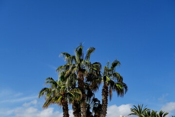 Palmiers et ciel bleu.