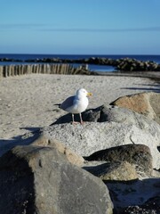 seagull on the beach