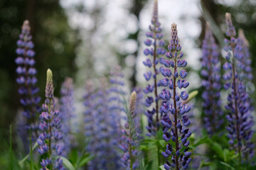 Stunning Blue Lupine Flowers in Beautiful and Colorful Bloom, Showcasing Natures Splendor