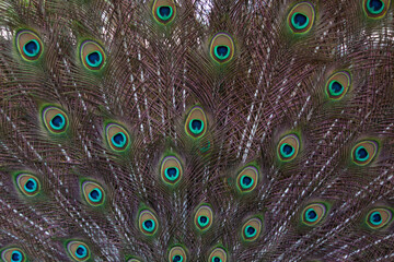 Peacock feathers as a background. Close-up view.