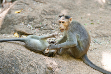 Barbary macaque ape, rhesus monkey territorial fight, male attacks baby, wildlife of Goa India, jungle and rainforest animal 