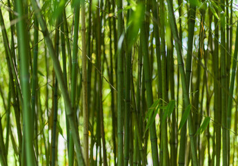 Bamboo forest close up background