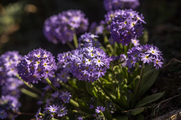 Beautifully colored flowers in Himalaya mountains in Nepal.