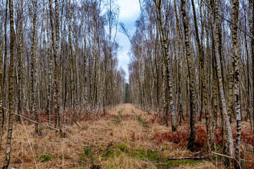 Fototapeta premium A trail in a birch tree plantation in winter.