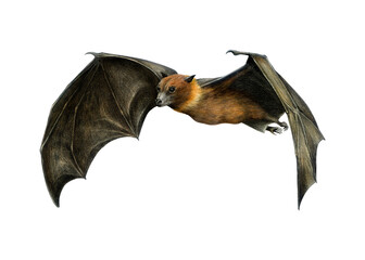 Flying fox bat hand drawn illustration isolated on white background. Fruit bat wildlife exotic tropical animal. Flying fox with spread wings vintage style painted illustration