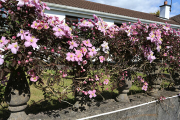 Clématites de montagne en floraison rose pale