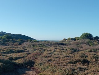 landscape with fynbos