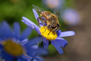 A close-up image of a bee collecting pollen from a vibrant purple flower in full bloom, captured in natural daylight.