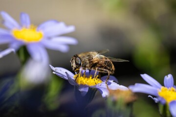 A close-up image of a bee collecting pollen from a vibrant purple flower in full bloom, captured in natural daylight.
