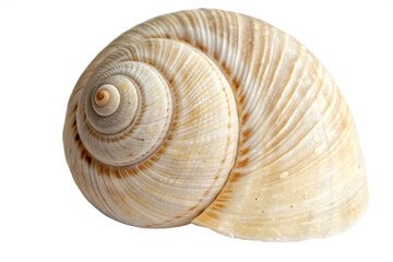A seashell isolated on transparent background
