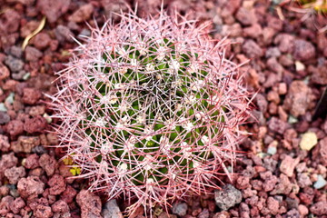 Round cactus with pink spines on reddish-brown gravel.
