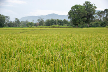 Photograph, the beauty landscape of paddy and paddy fields at my village (Ngadirejo, Musi Rawas, South Sumatera), green leaf, growing seeds, yellow seeds.